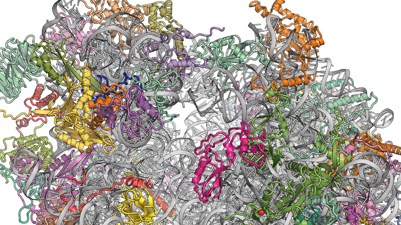 Understanding Human Ribosome Biogenesis