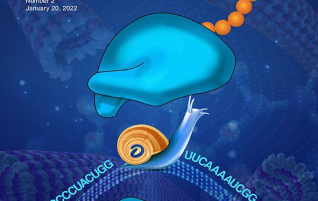 Dihydrouridine on messenger RNAs slows ribosomes!