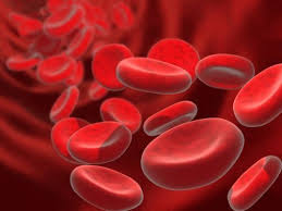 Diamond Blackfan Anemia: Novel Mechanisms And Their Implications For Therapies