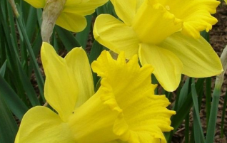 Curing cancer with Daffodils?