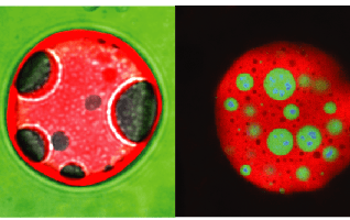 The Nucleolus as a Multiphase Liquid Condensate