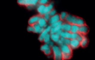 “Ki-67 organizes heterochromatin and is required for nucleolar genesis”
