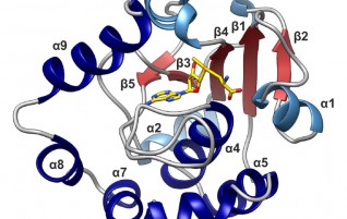 It’s a SPOUT! TSR3 is the long sought 18S ribosomal RNA aminocarboxypropyl transferase